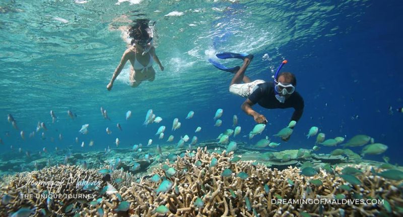 Les Meilleurs H Tels Pour Le Snorkeling Aux Maldives Ma Liste