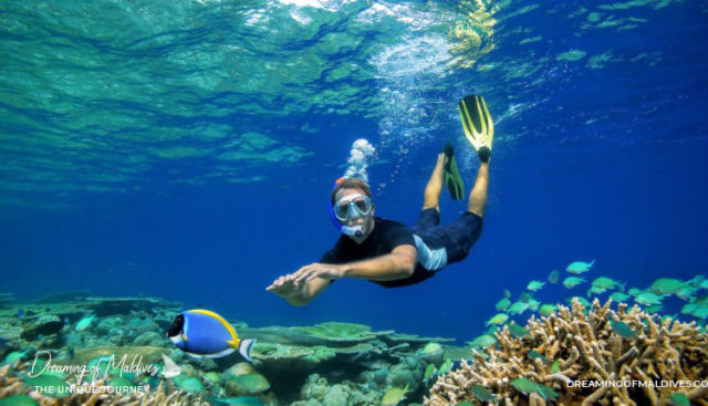 Where Is The Best Snorkeling In Maldives The Best Resorts We Ve Seen