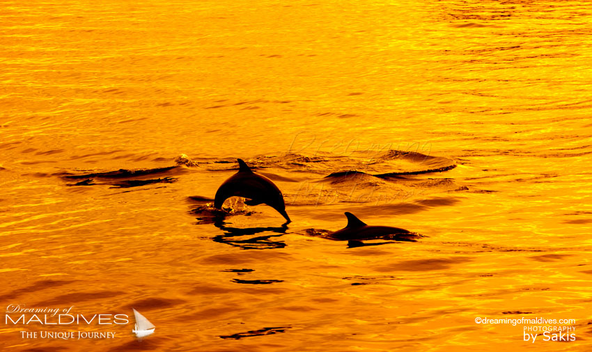 Baros Maldives group excursions Sunset Dolphin Watching