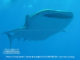 plongee-avec-requin-baleine-six-senses-laamu-atoll-maldives