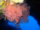 Magnifique Corail sur le site de Plongee de Christmas Tree - Atoll de Noonu. Maldives - Hilton Maldives Iru Fushi