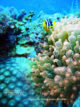 plongee-maldives-six-senses-laamu-atoll-poisson-clown