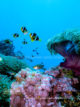 plongee-six-senses-laamu-maldives-atoll-poissons-clown