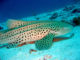 Requin Leopard - Atoll de Noonu. Maldives - Hilton Maldives Iru Fushi