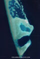 Le superbe lagon et ses récifs de Tholhimaraa Huraa en 2022. via Google satellite imagery