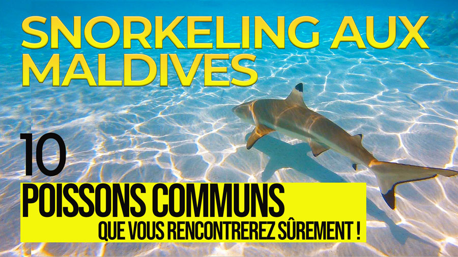 video 10 poissons communs snorkeling maldives