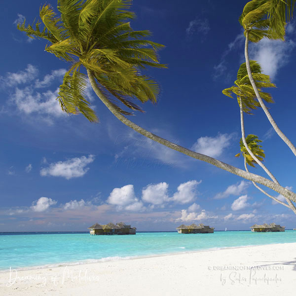 All Resorts in Maldives
Photo Gallery