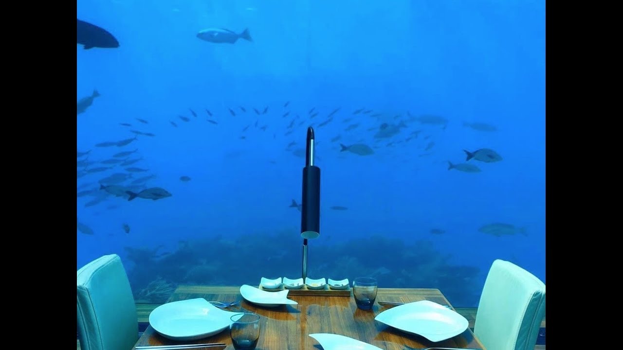 ithaa undersea restaurant sharks