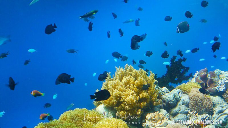 Video of the most common fishes in Maldives. Let's go snorkeling