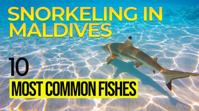 Video of the most common fishes in Maldives. Let's go snorkeling