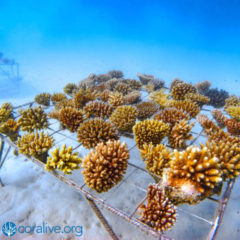 Soneva launches a coral restoration programme for the Maldives