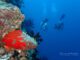 diving the nautilus maldives