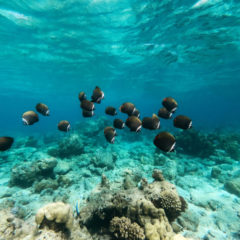 Soneva launches a coral restoration programme for the Maldives