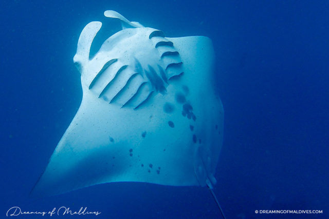 Swim With Manta Rays in Baa Atoll at Milaidhoo Island Maldives