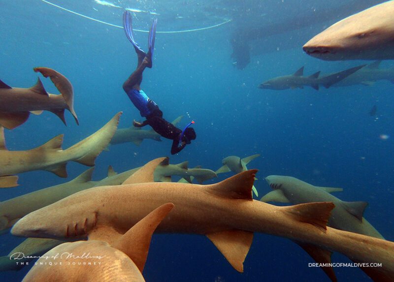 shark safari maldives