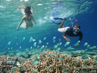 Meet the Nemo cast in Real Life in Maldives