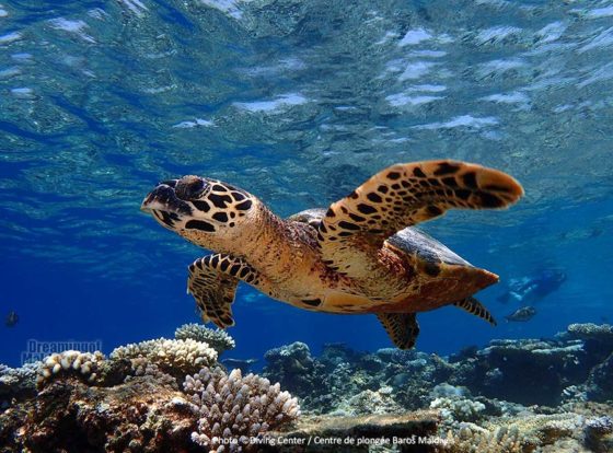 Diving + Snorkeling at Baros Resort Maldives | A PRO Diver Interview