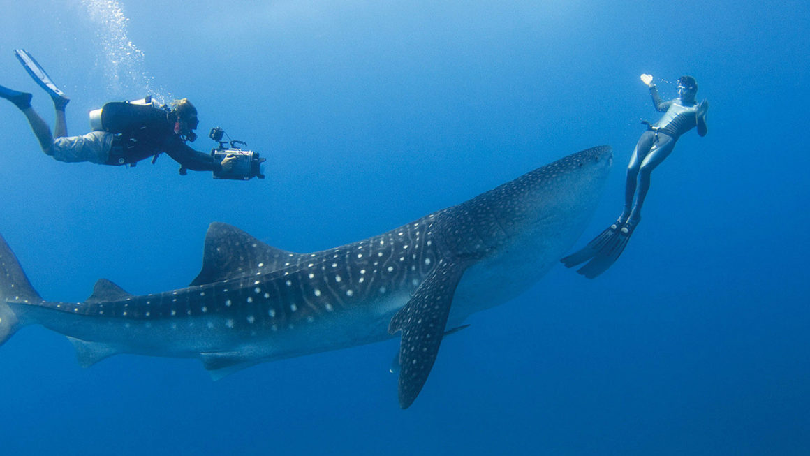 5 of the most common sharks spotted in the Maldives