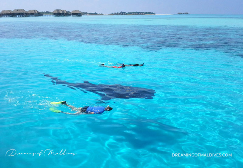 Maldives Best Resorts To Stay For Whale Sharks In South Ari Atoll 3877