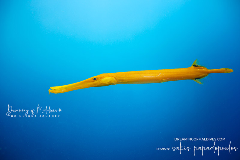 Chinese trumpetfish or flutemouth a common fish in Maldives