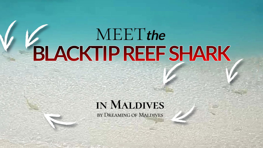 Watch Sharks Hunting on Maldives Beaches video