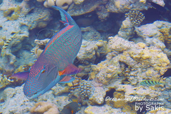 did you know travel fact Maldives Parrot Fishes