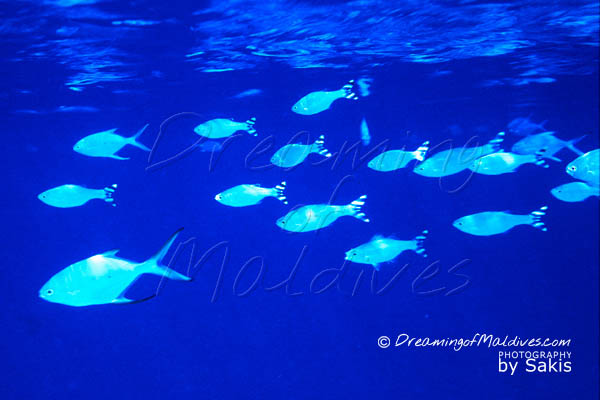 did you know travel fact Maldives Fish feeding during snorkeling